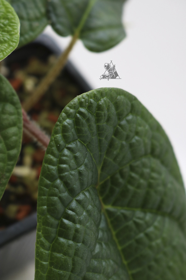 Piper parmatum - Imagen 3