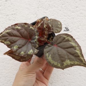 Begonia Ignita