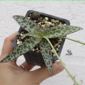 Ledebouria socialis