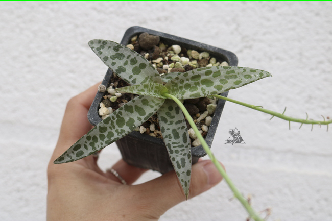 Ledebouria socialis