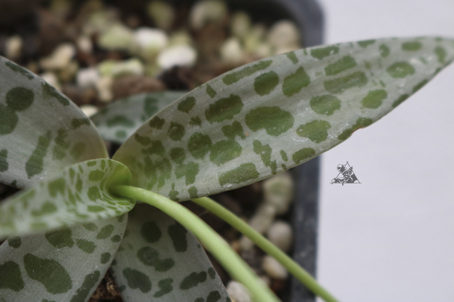 Ledebouria socialis - Imagen 2