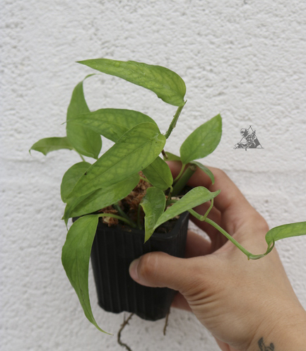 epipremnum pinnatum skeleton key
