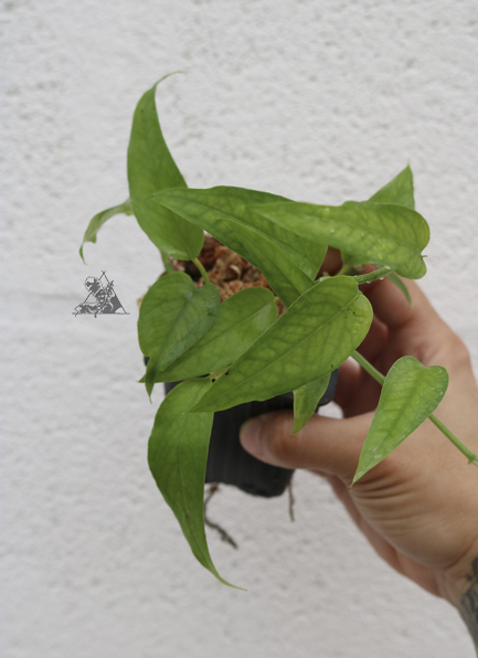 epipremnum pinnatum skeleton key
