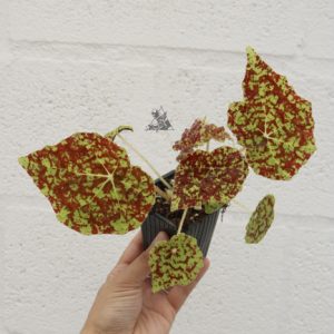 Begonia marmaduke