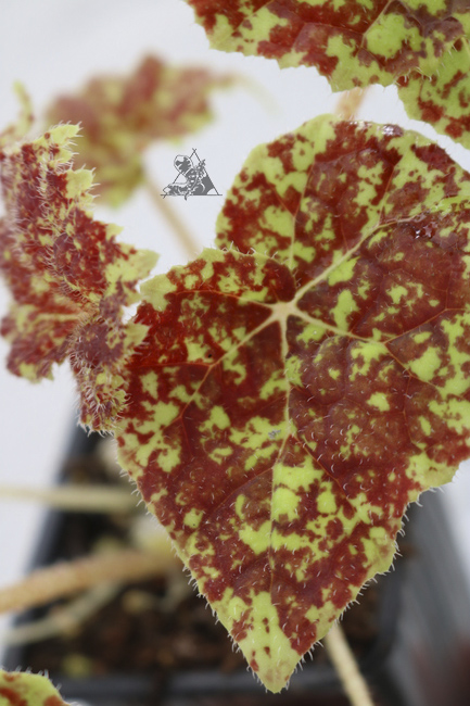 Begonia marmaduke - Imagen 2