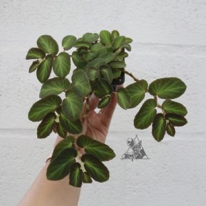 Begonia thelmae