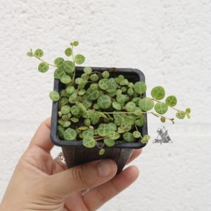 Peperomia prostata