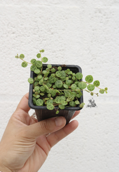 Peperomia prostata