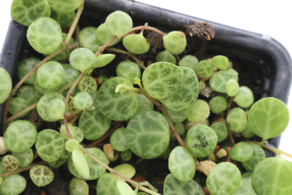 Peperomia prostrata - Imagen 3