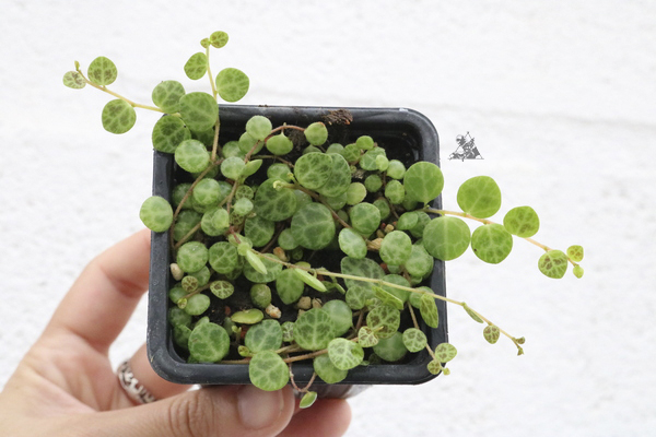 Peperomia prostrata - Imagen 2