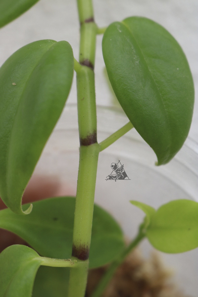Peperomia sp. Bambu - Imagen 2