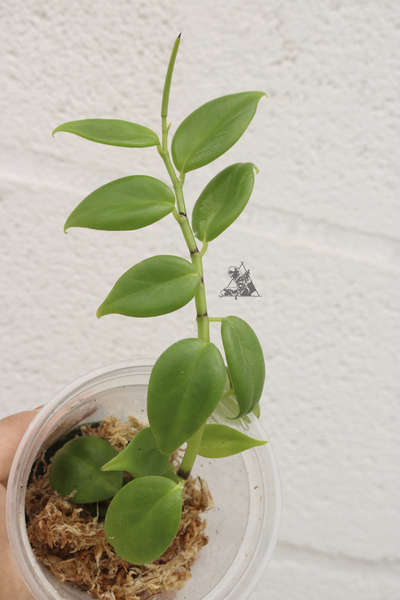 Peperomia sp. Bambu - Imagen 3