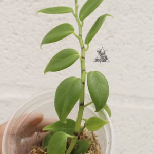 Peperomia sp. Bambu