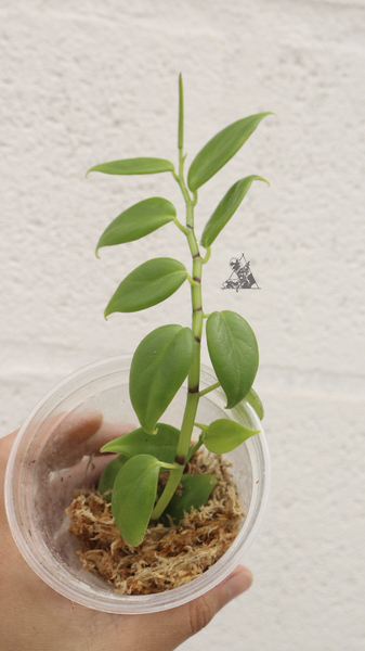 Peperomia sp. Bambu