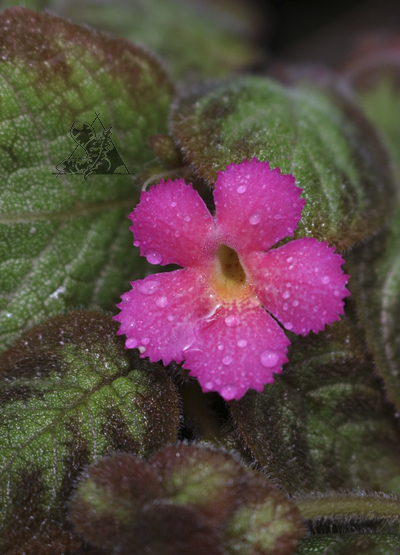 Episcia "Pink Panther" - Imagen 3