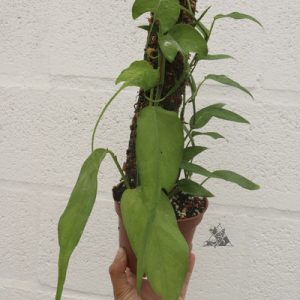 epipremnum pinnatum skeleton key