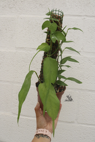 epipremnum pinnatum skeleton key