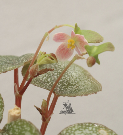 Begonia integrifolia - Imagen 3