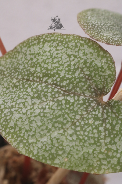 Begonia integrifolia - Imagen 2