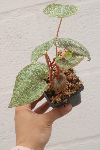 Begonia integrifolia - Imagen 4