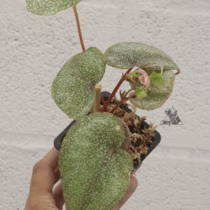 Begonia integrifolia