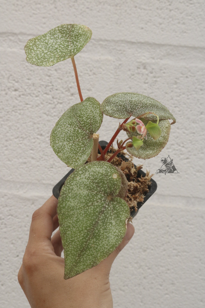 Begonia integrifolia