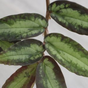 Pellionia repens