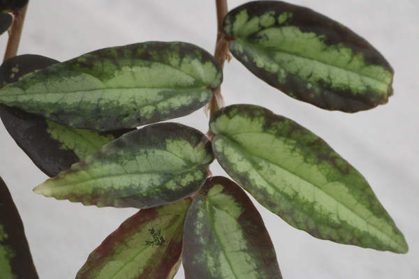 Pellionia repens