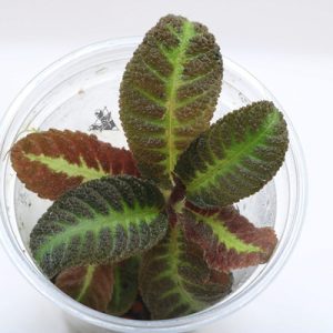 Nautilocalyx picturatus