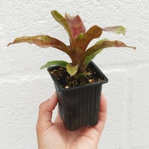 Neoregelia atlantis