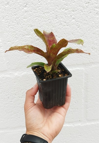 Neoregelia atlantis