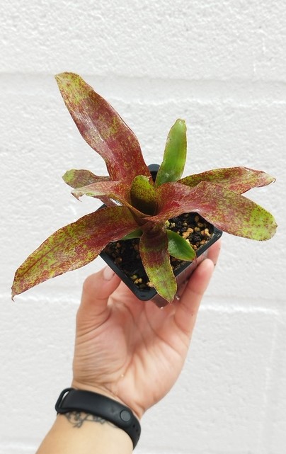 Neoregelia atlantis - Imagen 2