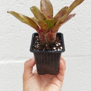 Neoregelia Rubrifolia