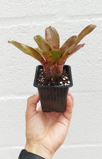 Neoregelia Rubrifolia