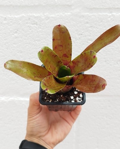 Neoregelia Rubrifolia - Imagen 2