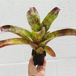 Neoregelia Tequila