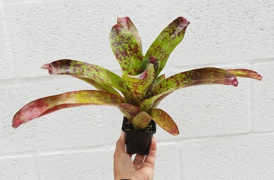 Neoregelia Tequila