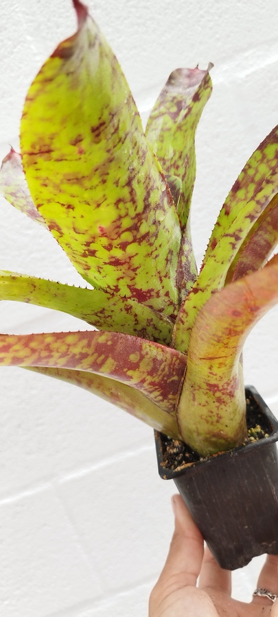 Neoregelia Tequila - Imagen 2