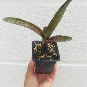 Neoregelia Zonata