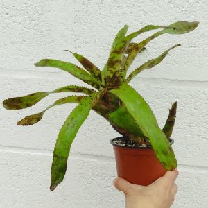 Aechmea orlandiana