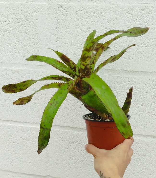 Aechmea orlandiana