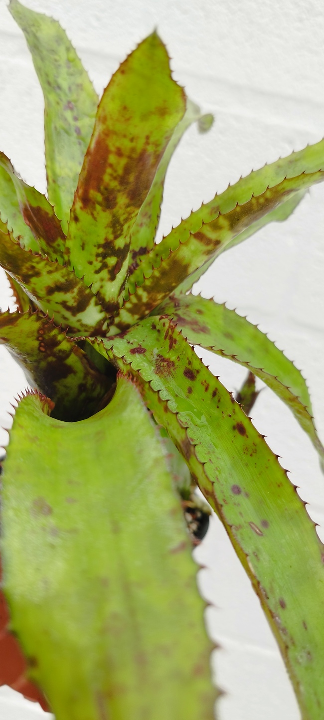 Aechmea orlandiana - Imagen 3