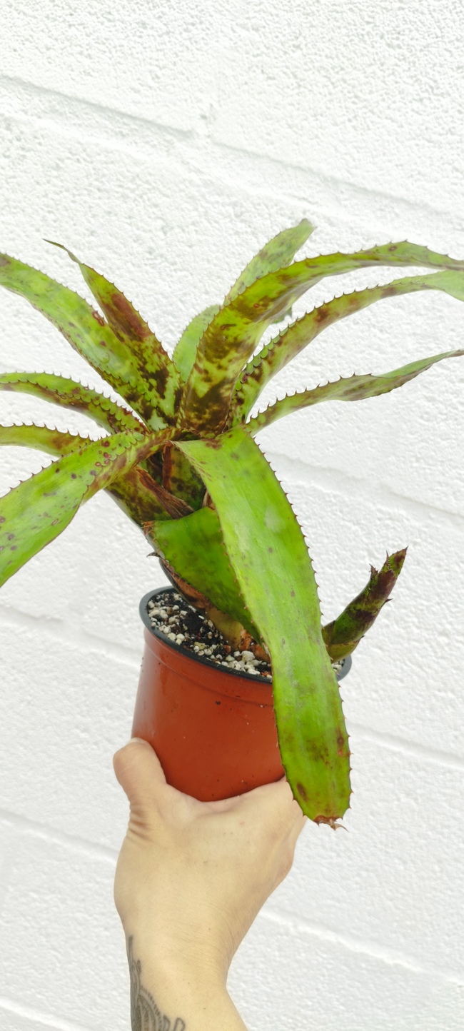 Aechmea orlandiana - Imagen 2