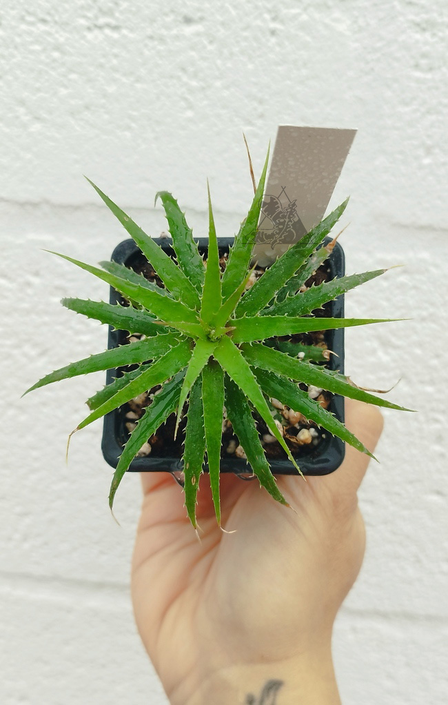 Cryptanthus microglaziouii - Imagen 2