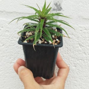 Cryptanthus microglaziouii