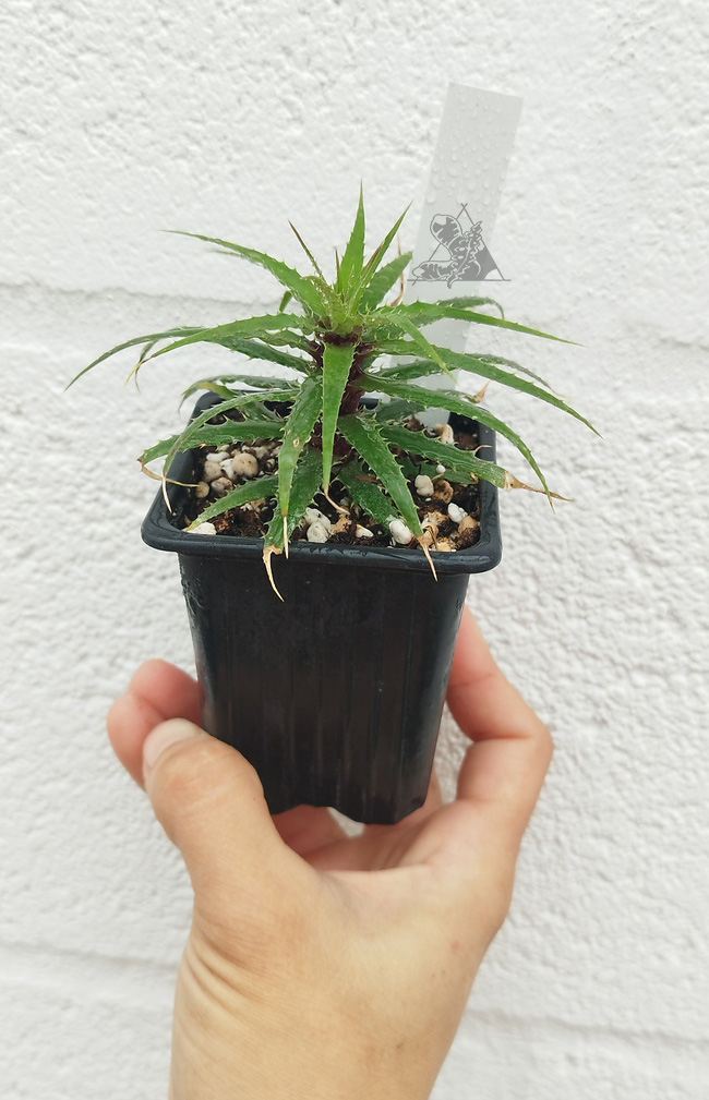 Cryptanthus microglaziouii