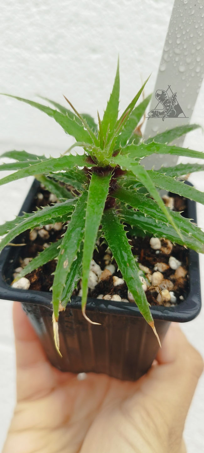 Cryptanthus microglaziouii - Imagen 3