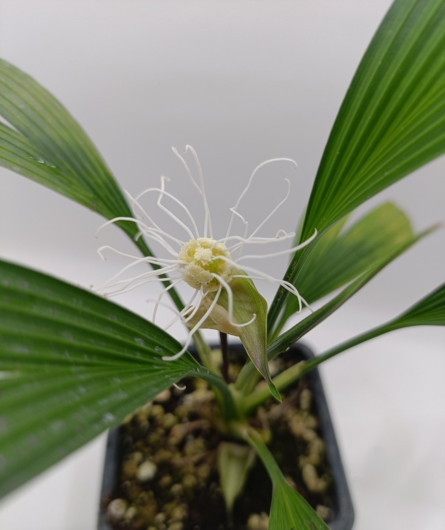 Dicranopygium sp. Ecuador - Imagen 4