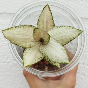 Goodyera schlechtendaliana "Nishikiran Japan"