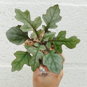 Gynura sp